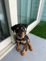 King, a male Rottweiler for sale in Galveston, TX – 1 of 5