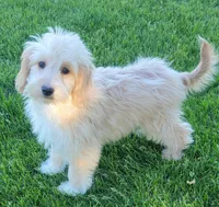 Bella, a female Miniature Goldendoodle for sale in Richland, WA – 5 of 7