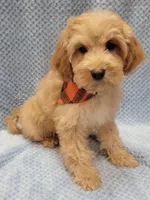 Henry, a male Miniature Goldendoodle for sale in Richland, WA – Photo 9 of 9