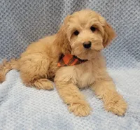 Henry, a male Miniature Goldendoodle for sale in Richland, WA – Photo 4 of 9