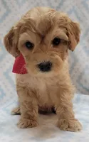 G1 Red Scarf, a male Miniature Goldendoodle for sale in Richland, WA – Photo 3 of 6