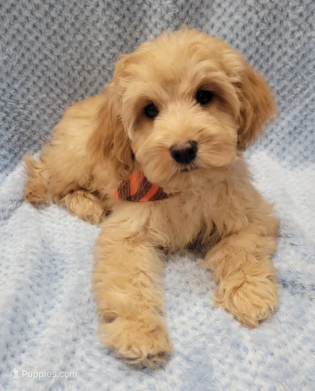 Henry – Miniature Goldendoodle puppy for sale in Richland, WA