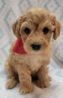 G1 Red Scarf, a male Miniature Goldendoodle for sale in Richland, WA – Photo 5 of 6