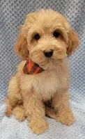 Henry, a male Miniature Goldendoodle for sale in Richland, WA – Photo 2 of 9