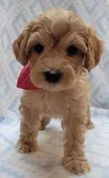 G1 Red Scarf, a male Miniature Goldendoodle for sale in Richland, WA – Photo 4 of 6
