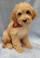 Henry, a male Miniature Goldendoodle for sale in Richland, WA – Photo 7 of 9