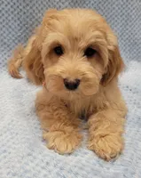 Henry, a male Miniature Goldendoodle for sale in Richland, WA – Photo 5 of 9