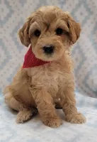 G1 Red Scarf, a male Miniature Goldendoodle for sale in Richland, WA – Photo 2 of 6