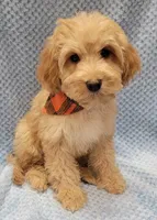 Henry, a male Miniature Goldendoodle for sale in Richland, WA – Photo 6 of 9