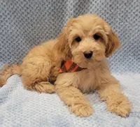 Henry, a male Miniature Goldendoodle for sale in Richland, WA – Photo 3 of 9