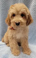 Henry, a male Miniature Goldendoodle for sale in Richland, WA – Photo 8 of 9