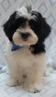 Blue Scarf, a male Shih Tzu and Miniature Goldendoodle for sale in Richland, WA – 8 of 10