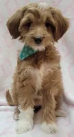 Bella Green Scarf, a female Miniature Goldendoodle for sale in Richland, WA – 2 of 10