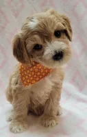 G1 Orange Scarf, a female Miniature Goldendoodle for sale in Richland, WA – Photo 5 of 8