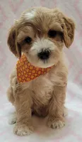 G1 Orange Scarf, a female Miniature Goldendoodle for sale in Richland, WA – Photo 3 of 8