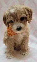 G1 Orange Scarf, a female Miniature Goldendoodle for sale in Richland, WA – Photo 2 of 8