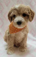 G1 Orange Scarf, a female Miniature Goldendoodle for sale in Richland, WA – Photo 7 of 8