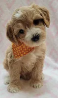 G1 Orange Scarf, a female Miniature Goldendoodle for sale in Richland, WA – Photo 6 of 8