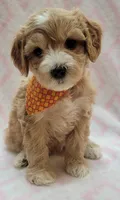 G1 Orange Scarf, a female Miniature Goldendoodle for sale in Richland, WA – Photo 8 of 8