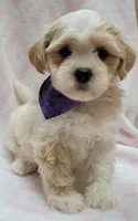 Dixie Purple Scarf, a female Shih Tzu and Miniature Goldendoodle for sale in Richland, WA – 8 of 9