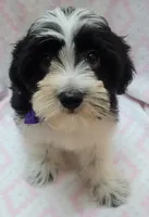 Purple Scarf, a female Shih Tzu and Miniature Goldendoodle for sale in Richland, WA – 4 of 9