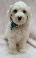 Blue Scarf F, a female Miniature Goldendoodle for sale in Richland, WA – 3 of 7