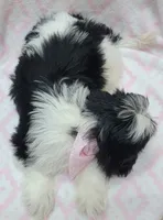 Pink Scarf, a female Shih Tzu and Miniature Goldendoodle for sale in Richland, WA – 8 of 10