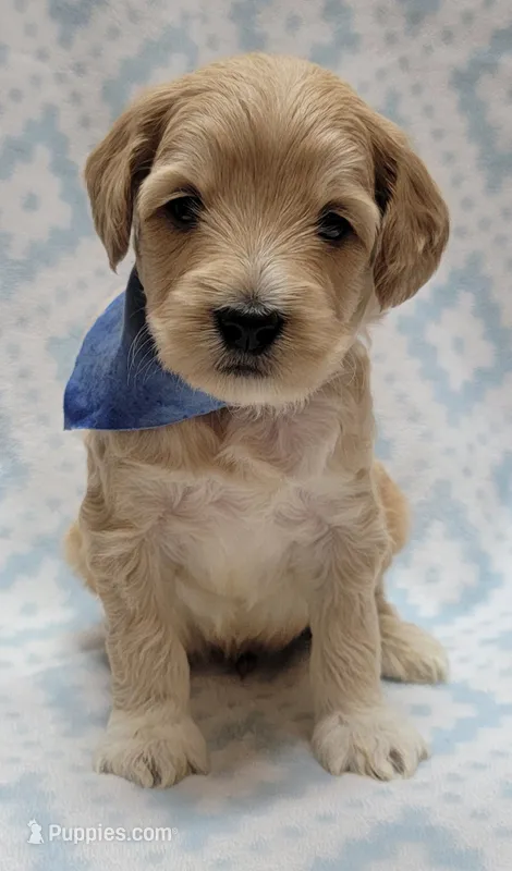 Bella Blue Scarf – Miniature Goldendoodle puppy for sale in Richland, WA