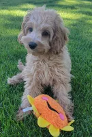 Greta, a female Miniature Goldendoodle for sale in Richland, WA – 8 of 8