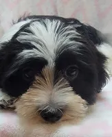 Purple Scarf, a female Shih Tzu and Miniature Goldendoodle for sale in Richland, WA – 6 of 9