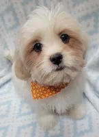 Orange Scarf, a male Shih Tzu and Miniature Goldendoodle for sale in Richland, WA – 3 of 10