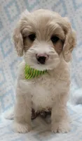 Ivy Green Scarf, a male Miniature Goldendoodle for sale in Richland, WA – 7 of 8