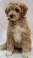 Bella Purple Scarf, a female Miniature Goldendoodle for sale in Richland, WA – 6 of 9