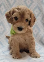 G1 Green Scarf, a male Miniature Goldendoodle for sale in Richland, WA – Photo 4 of 10