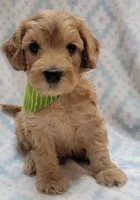 G1 Green Scarf, a male Miniature Goldendoodle for sale in Richland, WA – Photo 5 of 10