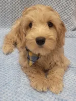 Benny, a male Miniature Goldendoodle for sale in Richland, WA – Photo 3 of 7