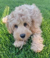 Benny, a male Miniature Goldendoodle for sale in Richland, WA – 2 of 7