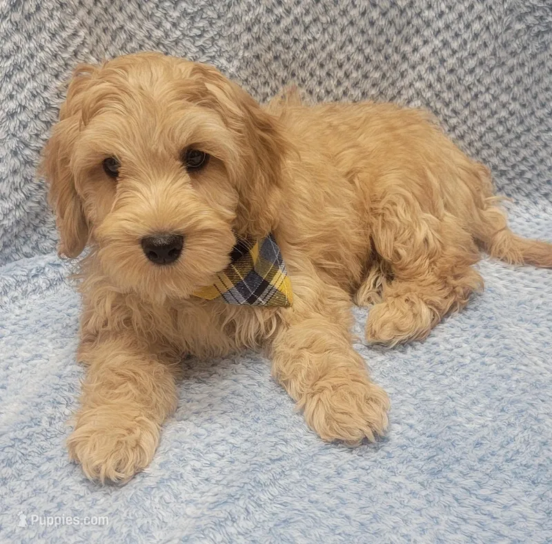 Benny – Miniature Goldendoodle puppy for sale in Richland, WA