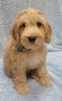 Benny, a male Miniature Goldendoodle for sale in Richland, WA – Photo 4 of 7