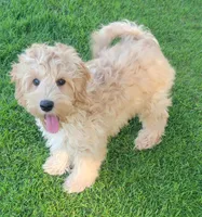 Benny, a male Miniature Goldendoodle for sale in Richland, WA – 7 of 7