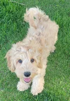 Benny, a male Miniature Goldendoodle for sale in Richland, WA – 3 of 7