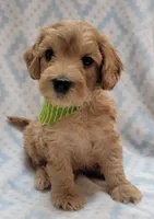 G1 Green Scarf, a male Miniature Goldendoodle for sale in Richland, WA – Photo 8 of 10