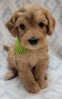 G1 Green Scarf, a male Miniature Goldendoodle for sale in Richland, WA – Photo 3 of 10