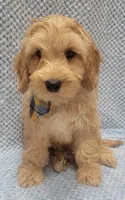 Benny, a male Miniature Goldendoodle for sale in Richland, WA – Photo 7 of 7