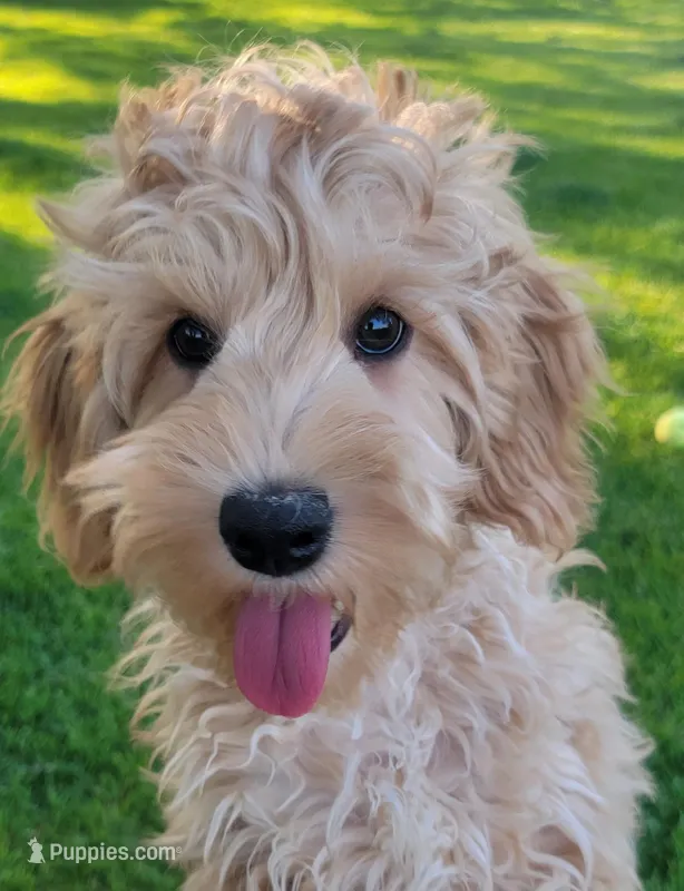 Benny – Miniature Goldendoodle puppy for sale in Richland, WA