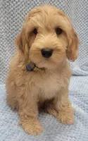 Benny, a male Miniature Goldendoodle for sale in Richland, WA – Photo 2 of 7