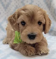 G1 Green Scarf, a male Miniature Goldendoodle for sale in Richland, WA – Photo 2 of 10
