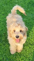 Benny, a male Miniature Goldendoodle for sale in Richland, WA – 6 of 7