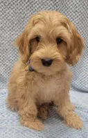 Benny, a male Miniature Goldendoodle for sale in Richland, WA – Photo 5 of 7