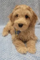 Benny, a male Miniature Goldendoodle for sale in Richland, WA – Photo 6 of 7